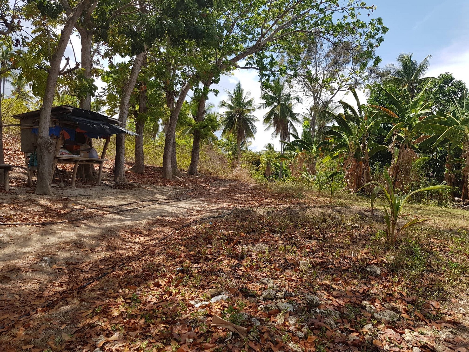 7-hectares-lot-in-taloot-argao-cebu