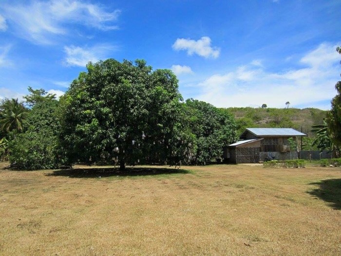 farm-land-with-house-and-fruit-bearing-mango-trees-for-sale-in-danao-city-cebu